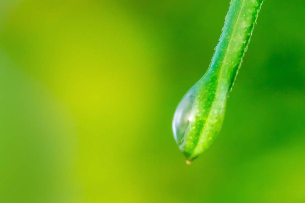 Dewdrop flowing on a blade of green grass - Фото, зображення