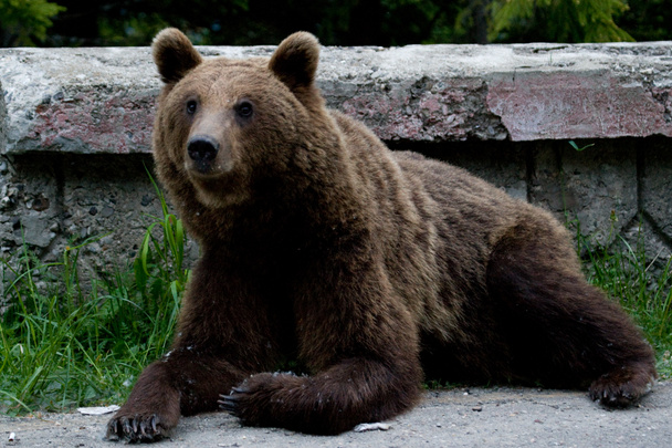 ours sauvages dans la forêt
 - Photo, image