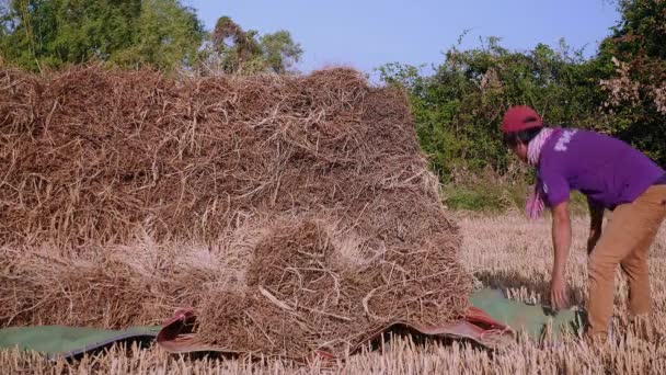 Agricultor apilando fardos de heno en el campo seco (primer plano
) - Imágenes, Vídeo