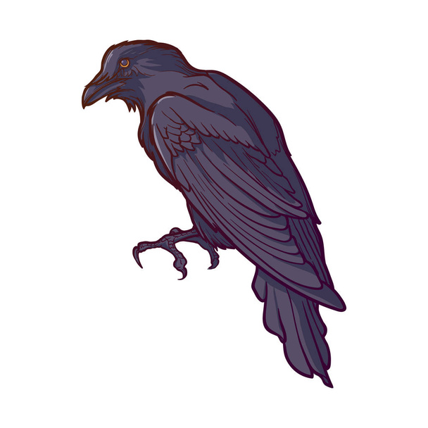 Black Raven sitting. Accurate line drawing painted and shaded. isolated on white background. Halloween design element. - Vector, Image