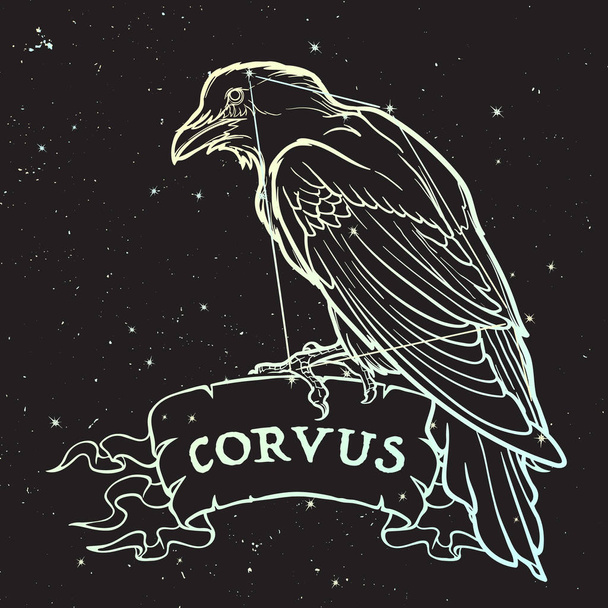 Constelación de Corvus. Black Raven sentado en una pancarta con un cartel. Dibujo de línea precisa aislado sobre fondo negro del cielo nocturno con estrellas
. - Vector, Imagen