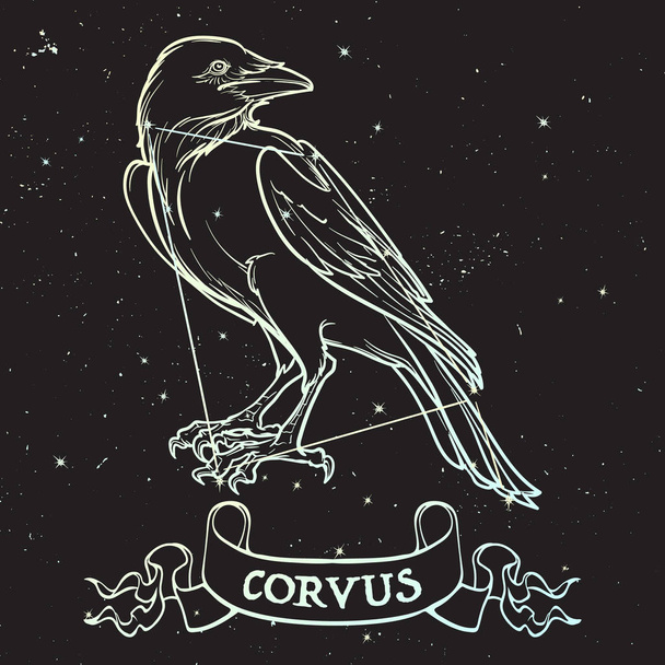 Sternbild Korvus. schwarzer Rabe sitzt auf einem Banner mit einem Schild. präzise Linienzeichnung isoliert auf schwarzem Nachthimmel Hintergrund mit Sternen. - Vektor, Bild