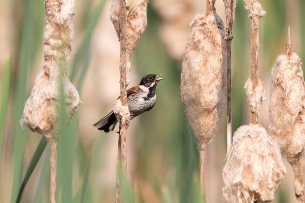 Common reed bunting in idyllic spring atmosphere in the early sun, optimal work life balance - Photo, Image