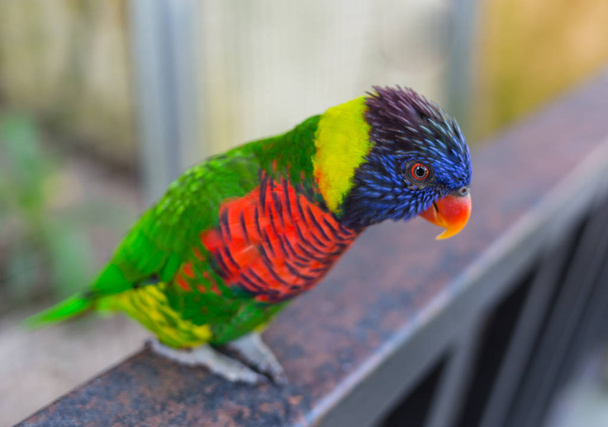 Sąd papuga, kolorowe papugi, papugi piękne, słońce conure - Zdjęcie, obraz
