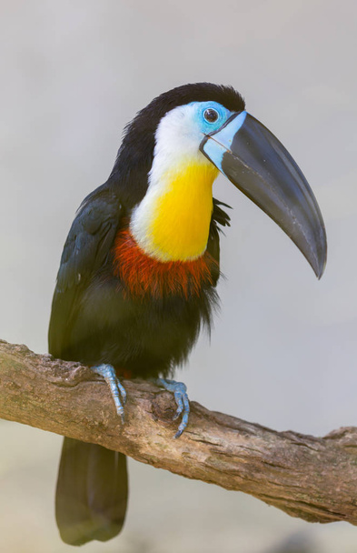 Καρίνα-τιμολογημένος Toucan, Ramphastos sulfuratus, πουλί με μεγάλο νομοσχέδιο. Toucan κάθεται στον κλάδο της δάσος, πράσινη βλάστηση, Νικαράγουα. Φύση ταξίδια στην Κεντρική Αμερική. - Φωτογραφία, εικόνα