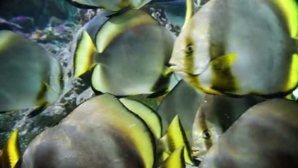 pesci tropicali primo piano - pesce farfalla sunburst
 - Filmati, video