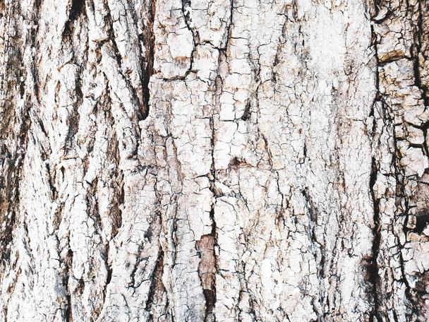bark, close-up, background, texture - Photo, Image