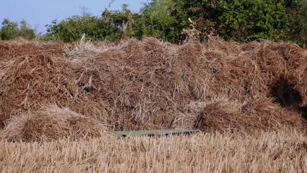 Farmers stacking up hay bales in dried field ( close up) - Footage, Video