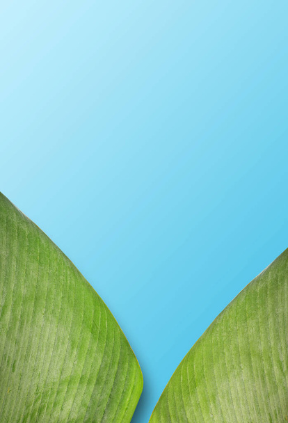 Green palm leaves colorful mockup on blue  background - Fotoğraf, Görsel
