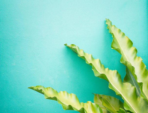 Bright long green leaves mockup against green wall bright background. Interior design, botany concept - 写真・画像