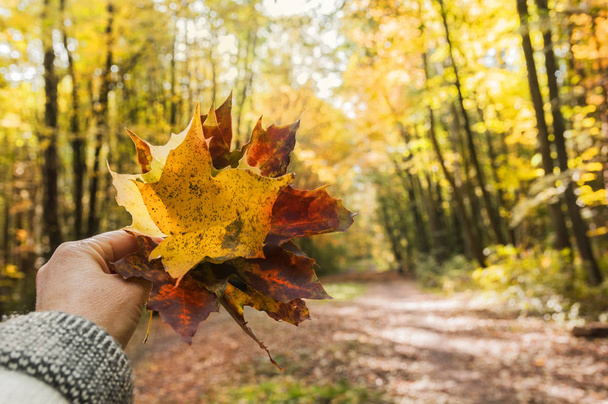 Kytice barevné podzimní listí - Fotografie, Obrázek