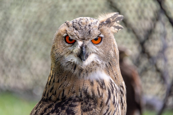 Sowa z bliska - great horned owl jest zazwyczaj koloru dla kamuflażu - Zdjęcie, obraz