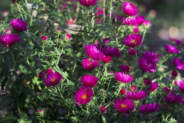 Αιώνιο Aster - ανθοφορία ροζ λουλούδια φθινοπώρου στο βάθος κήπος - Φωτογραφία, εικόνα