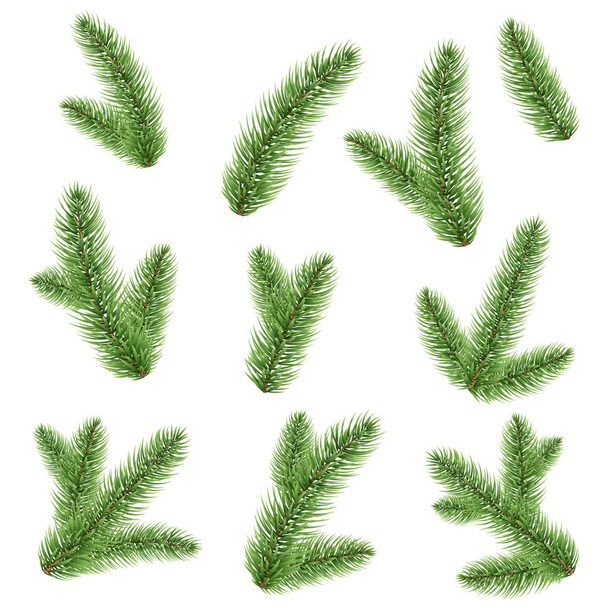 Fir Tree Branches Vector Icons Set - Vector, Image