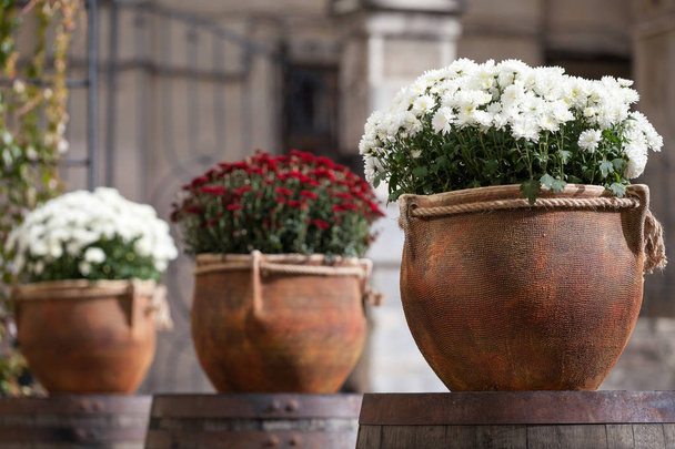 Grandi vasi di fiori con crisantemi bianchi e bordeaux. I vasi con fiori stanno su barili di legno. Vendita di fiori
 - Foto, immagini