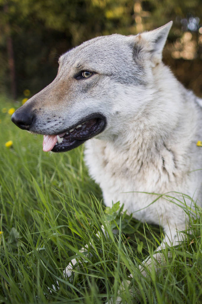 Grey wolf playing outdoor - Photo, Image