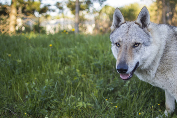 Grey wolf playing outdoor - Zdjęcie, obraz