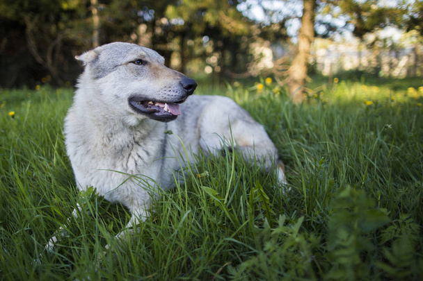Grey wolf playing outdoor - Фото, зображення