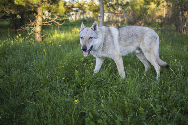 Grey wolf playing outdoor - Foto, imagen
