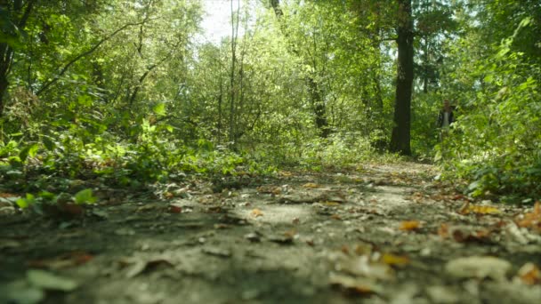 Senderismo de hombre en el bosque con mochila y bastones al atardecer
 - Metraje, vídeo