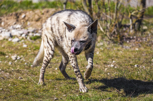Hyena in wild life - Photo, Image