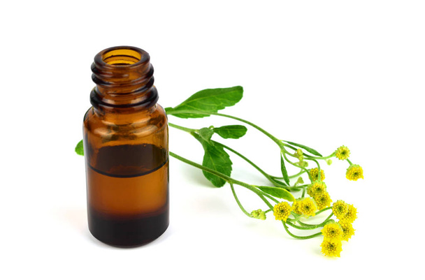 Tanacetum Balsamita Medicinal Herb Plant Essential Oil or Tincture Extract in a Bottle. Known as Costmary, Alecost, Balsam Herb, Bible Leaf, or Mint Geranium. Isolated on White Background. - Photo, Image