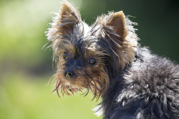 Yorkshire Terrier looking back - Photo, Image