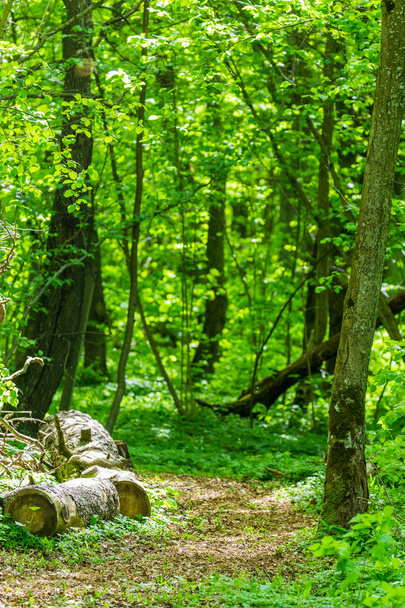 Green forest way path - Foto, immagini