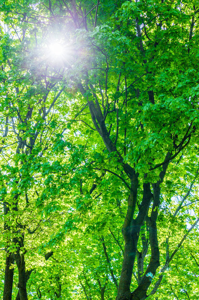 Zelené lesní cesta cesta - Fotografie, Obrázek