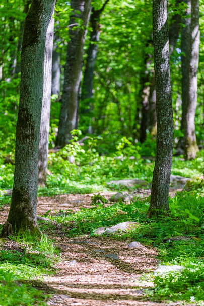 Зелений лісовий шлях
 - Фото, зображення