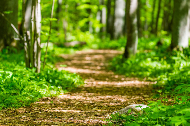 Зеленый лесной путь
 - Фото, изображение
