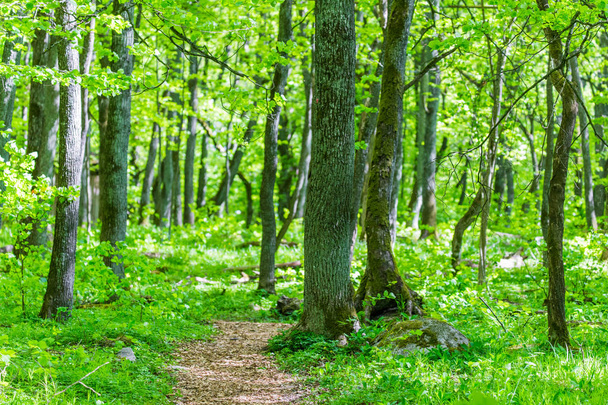 Green forest way path - Foto, imagen
