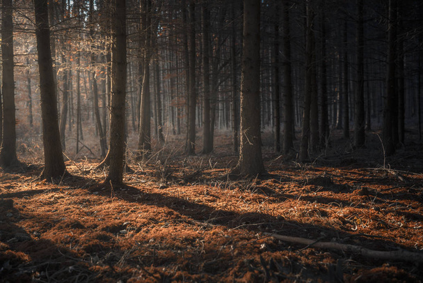 Зачарованный лес осеннего цвета, темный и затененный, но с солнечными лучами, пронизывающими деревья, в теплый октябрьский день, в Германии
. - Фото, изображение