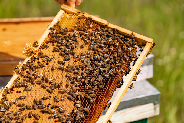 Beekeeper checking honeycomb frame with bees in his apiary. Working bees in a hive. Beekeeping. Honey. - Photo, image
