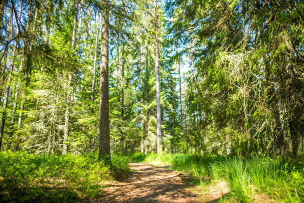 Forest road way path - Foto, Imagen