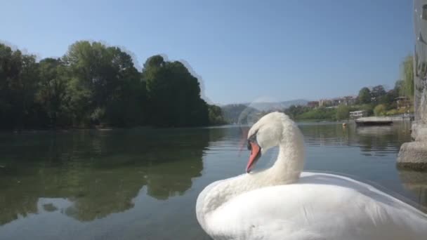 Bílá labuť na břehu jezera pod modrou oblohou - Záběry, video