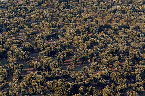 Panoramatický pohled rozlohy olivovníků prostý Ostuni a Fasano při západu slunce s pobřeží v větrný den letní - Fotografie, Obrázek