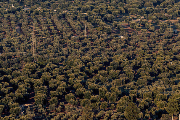 Vista panorâmica das extensões de oliveiras da planície de Ostuni e Fasano ao pôr do sol com o litoral em um dia ventoso de verão
 - Foto, Imagem