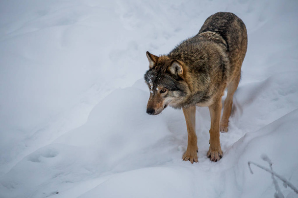 Red wolf at the snow - Фото, зображення