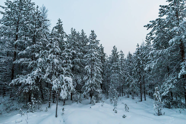 Winter forest in Lapland - Zdjęcie, obraz