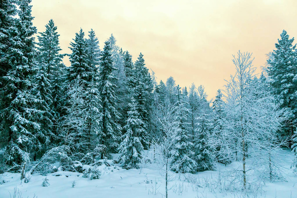 Winter forest and sunset - Foto, imagen