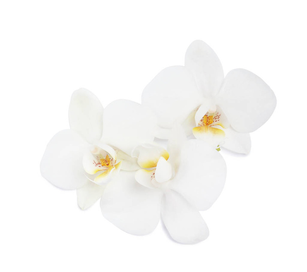 Beautiful orchid flowers on white background. Tropical plant - Foto, afbeelding