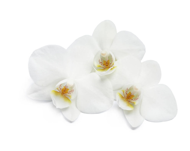 Hermosas flores de orquídea sobre fondo blanco. Planta tropical
 - Foto, Imagen