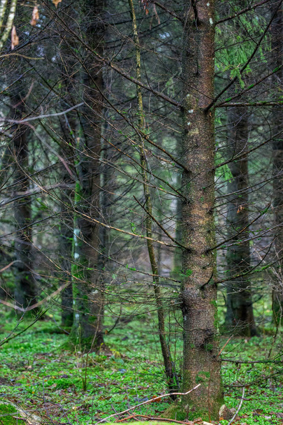Wet forest tree wildly - Фото, зображення