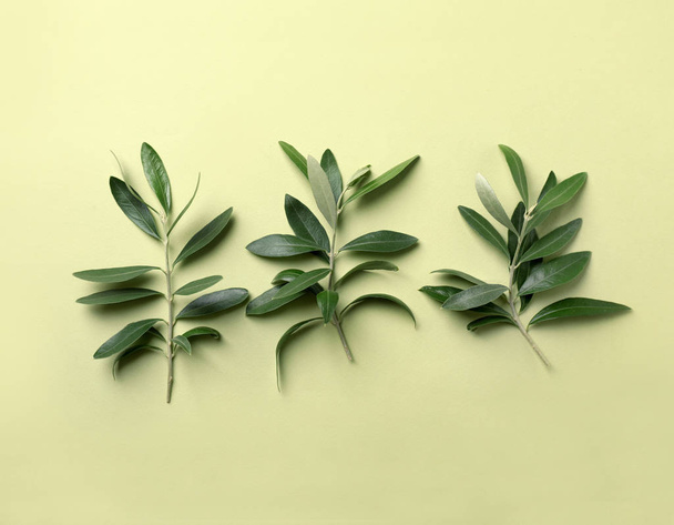 Twigs with fresh green olive leaves on color background, flat lay - Valokuva, kuva