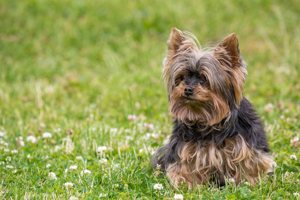 Yorkshire terrier on the grass - Foto, afbeelding