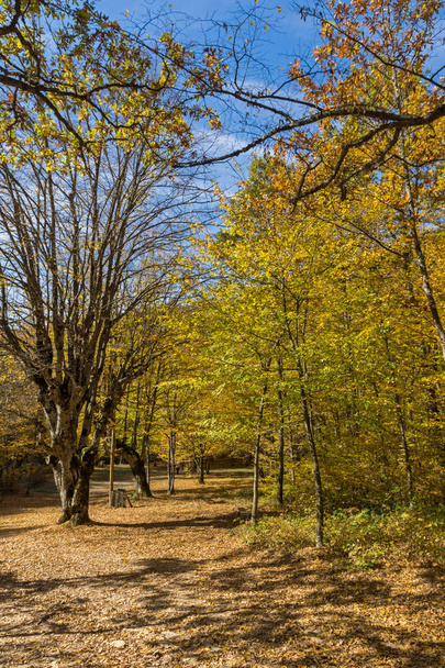 Amazing Fall Landscape with yellow Trees near Devil town in Radan Mountain, Serbia - 写真・画像