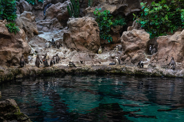 Group Magellanic penguin (Spheniscus magellanicus) stand on the rocks near the water. - Photo, image