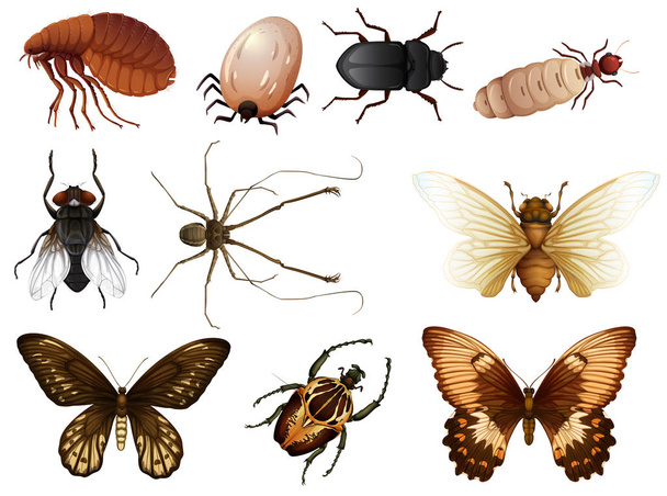 Rovar és rovar illusztráció - Vektor, kép
