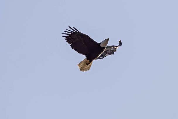 Bald eagle soars above Los Angeles - Photo, Image